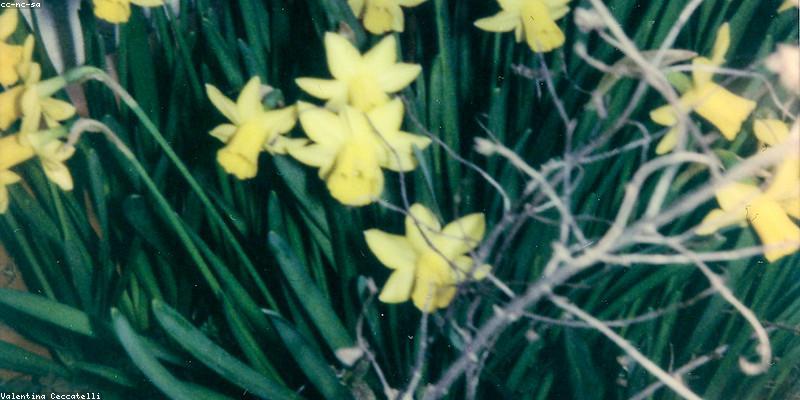 고양이 정령과의 만남