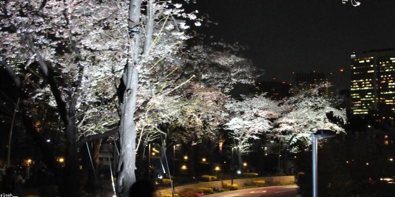 수고했어 오늘도 — 4월 저녁에 걷기 좋은 도심 속 겹벚꽃 야경 명소