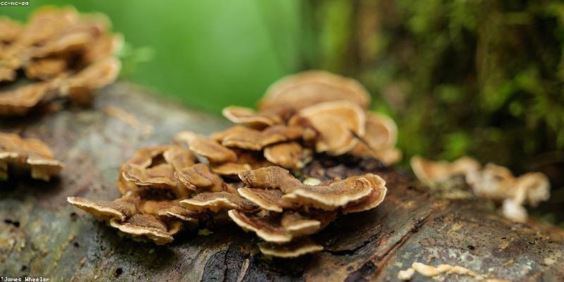 곰팡이 종류 완벽 분석: 우리 집 곰팡이는 어떤 종류일까요?