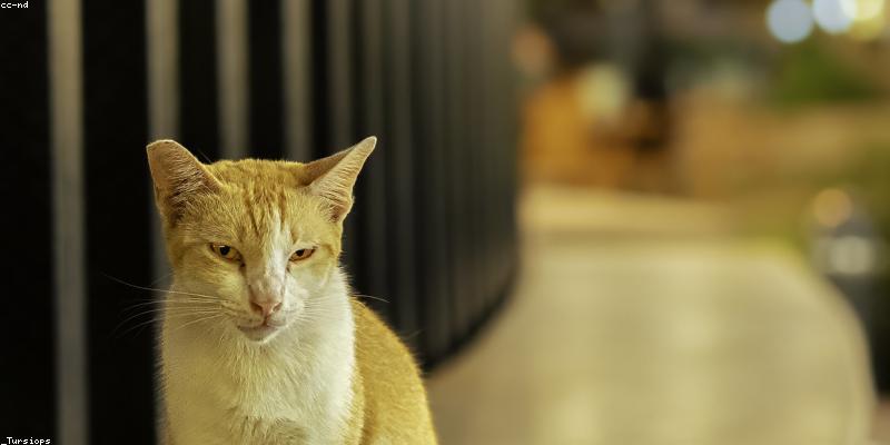 꿀잠이 다이어트에 미치는 긍정적 효과 5가지