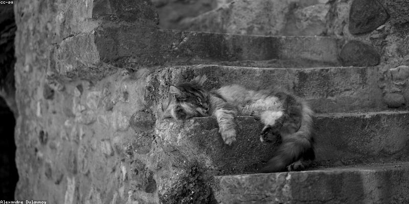 1단계: 꿀잠이 뱃살을 녹인다! 수면 다이어트의 과학적 원리 & 수면 시간 늘리는 5가지 방법