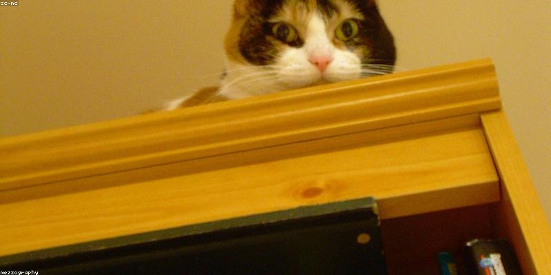 수면 부족이 다이어트에 미치는 악영향: 과학적 근거