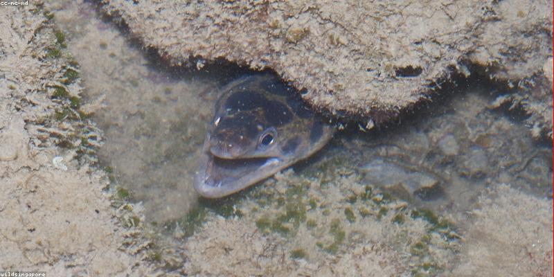 2026년, 해저 기지 '트리톤'의 이상 신호